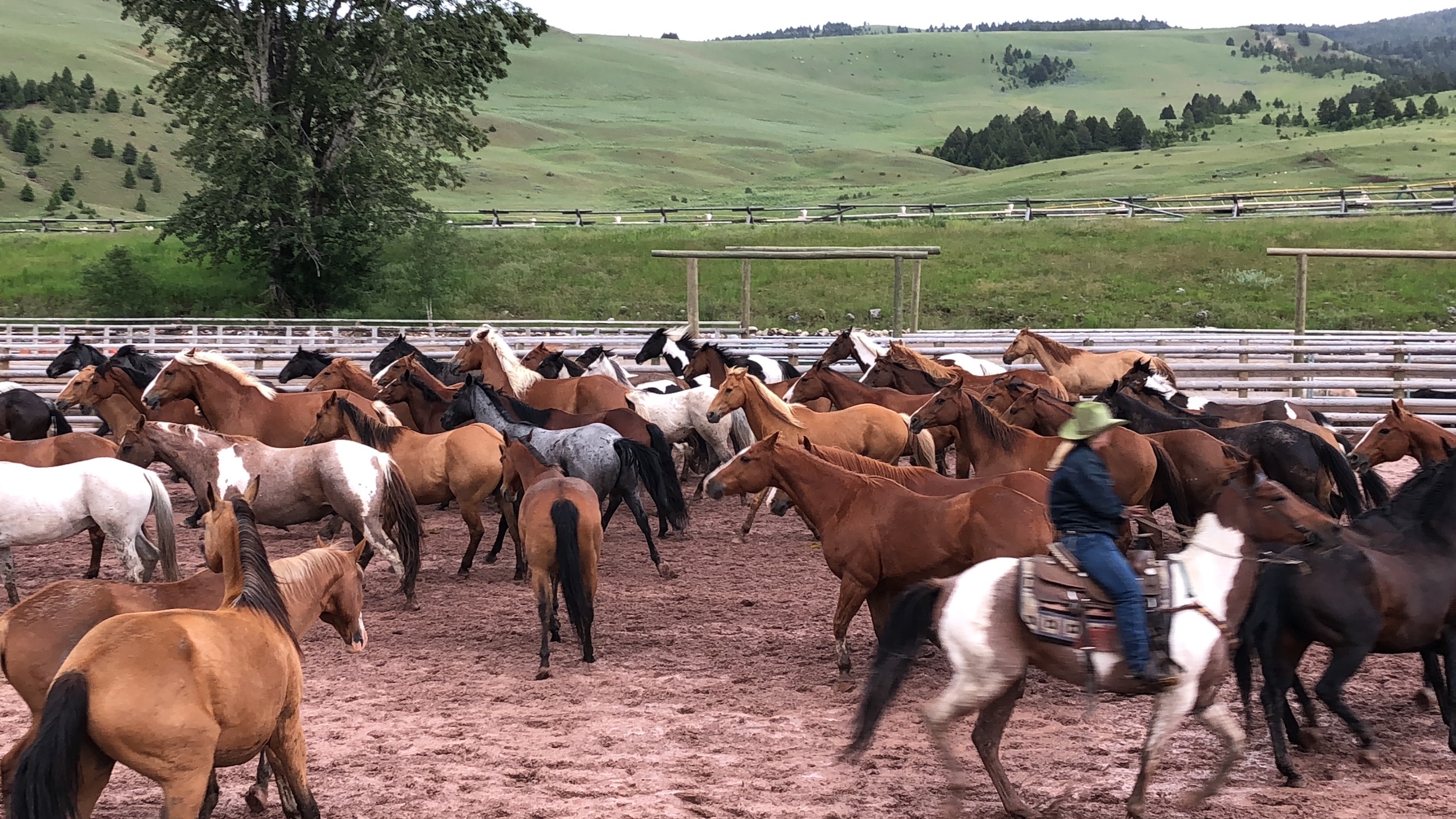 Review: Ranch At Rock Creek, Montana