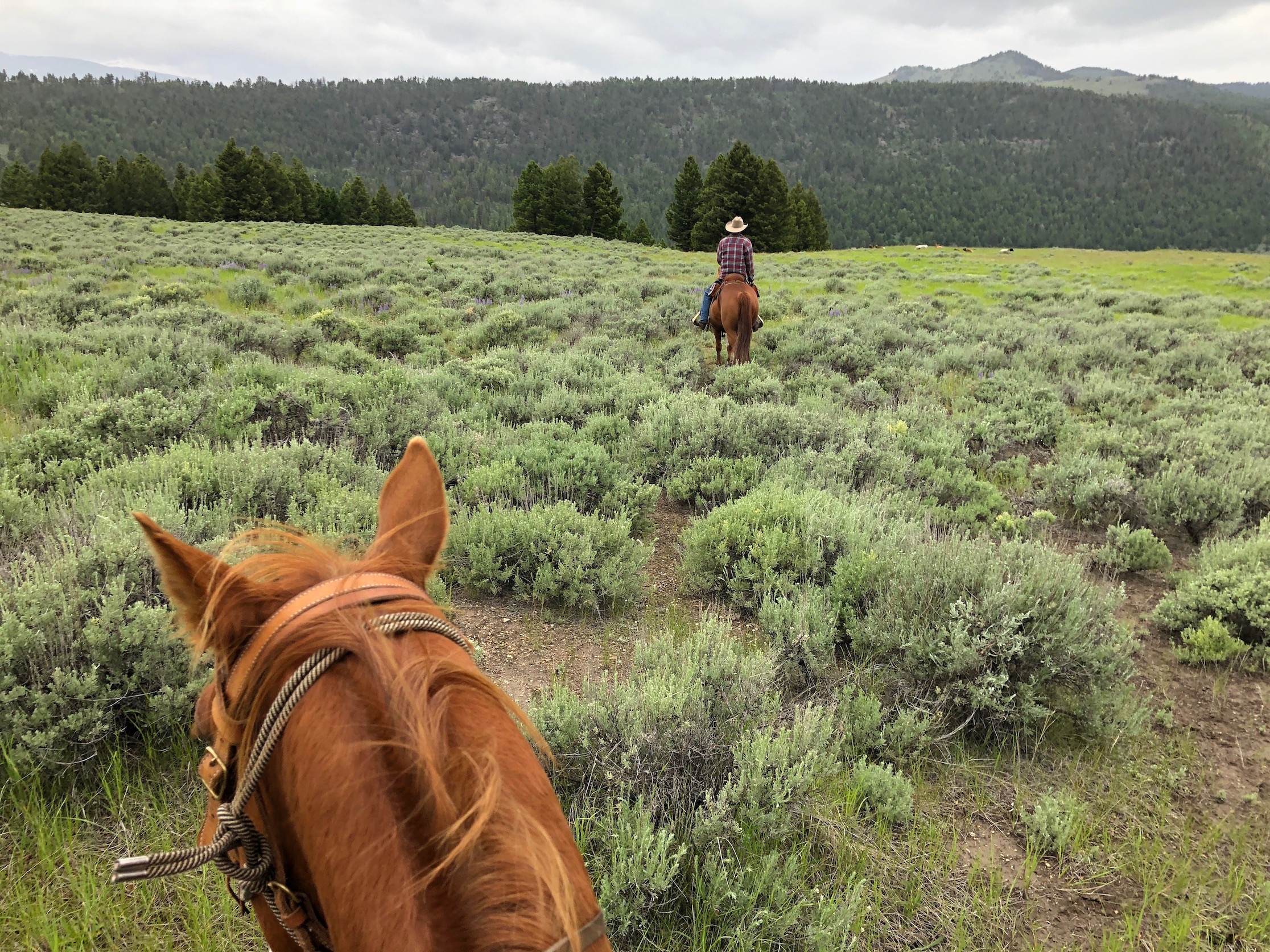 Review: Ranch At Rock Creek, Montana