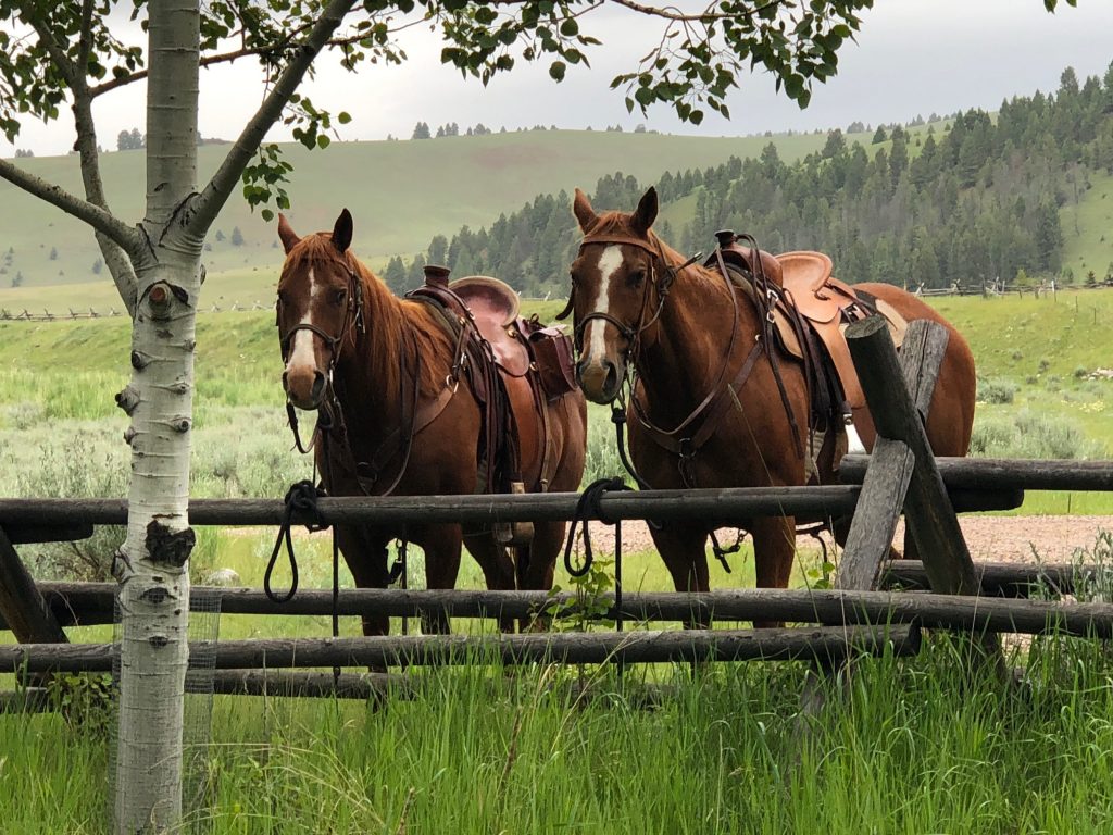 Review: Ranch At Rock Creek, Montana