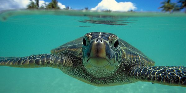 turtles-hawaii