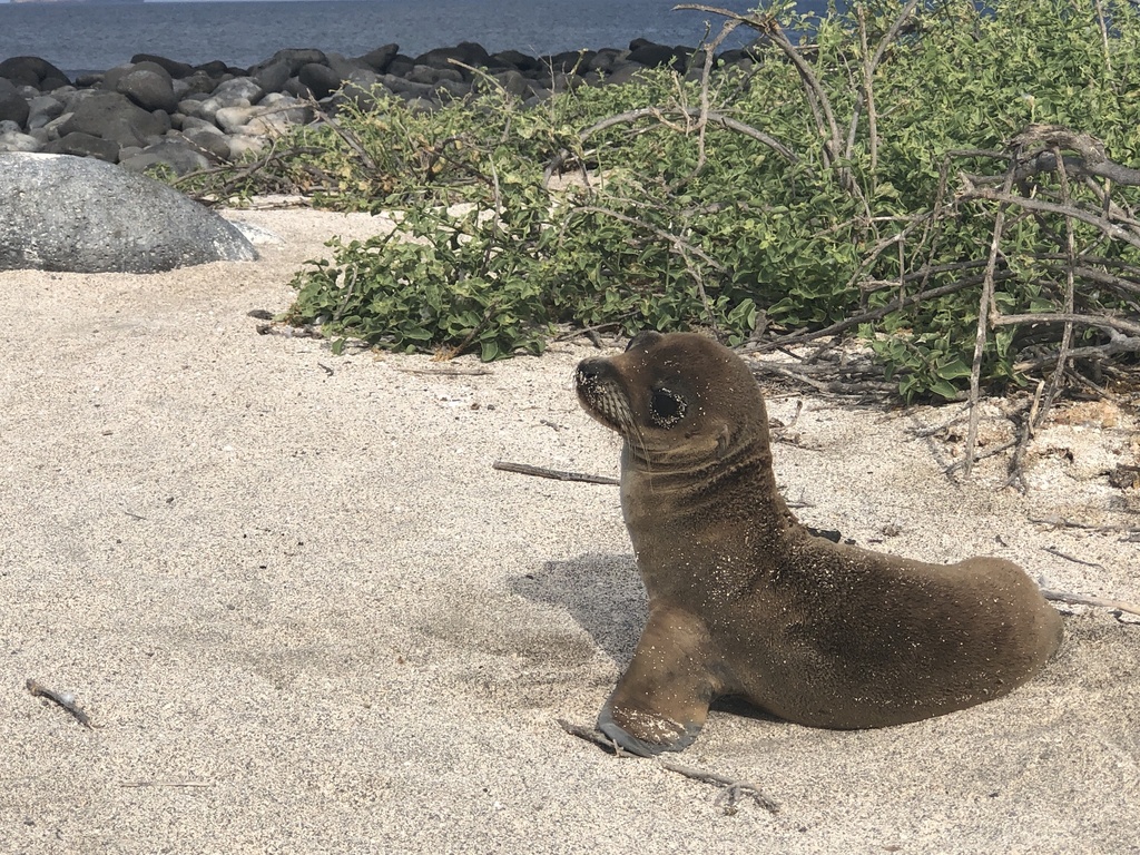 galapagos-baby-sealion