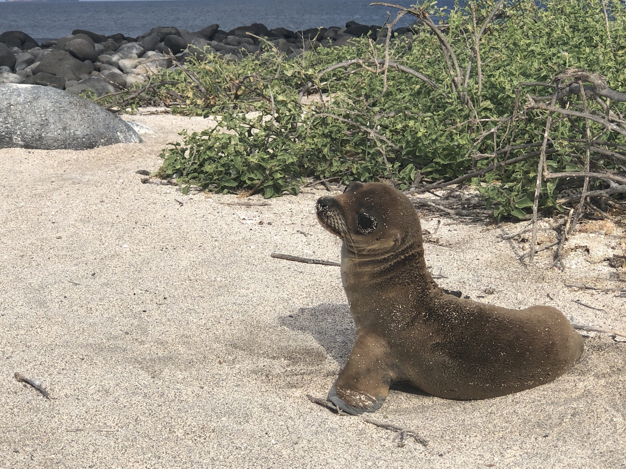 Galapagos Islands: A Journey Into the Wild with Silversea Cruises