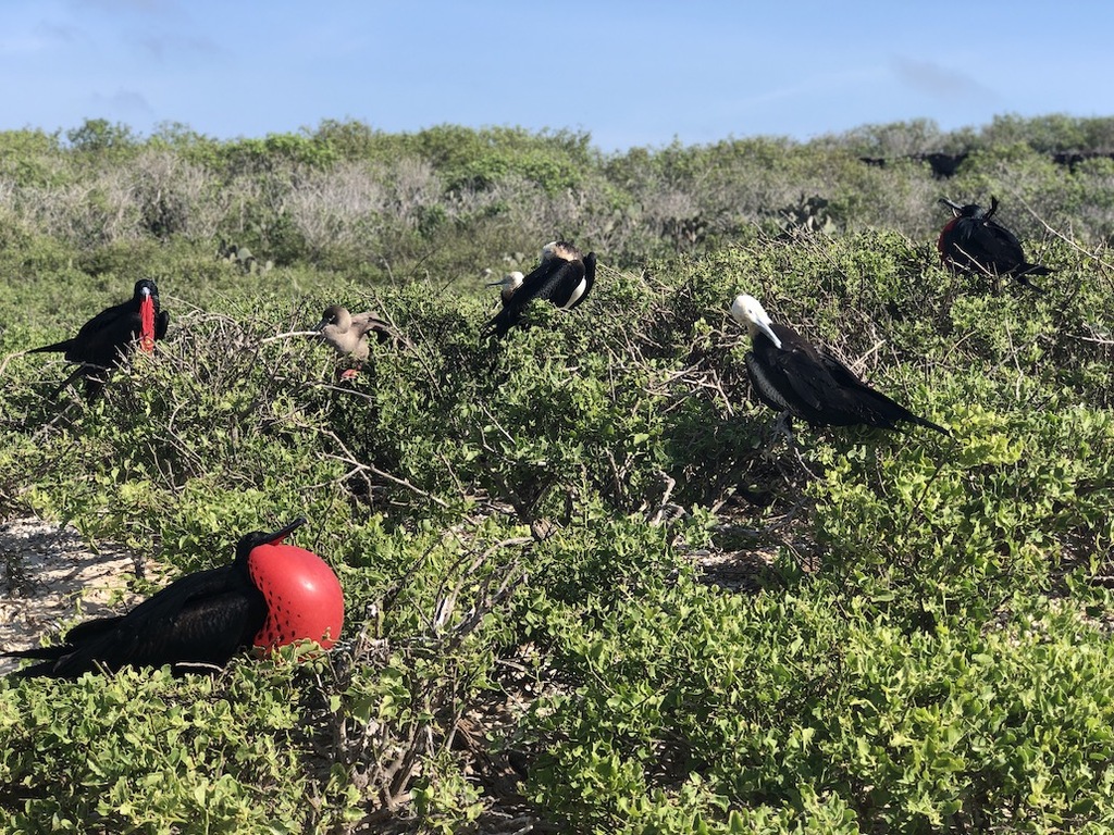 Galapagos Islands: A Journey Into the Wild with Silversea Cruises