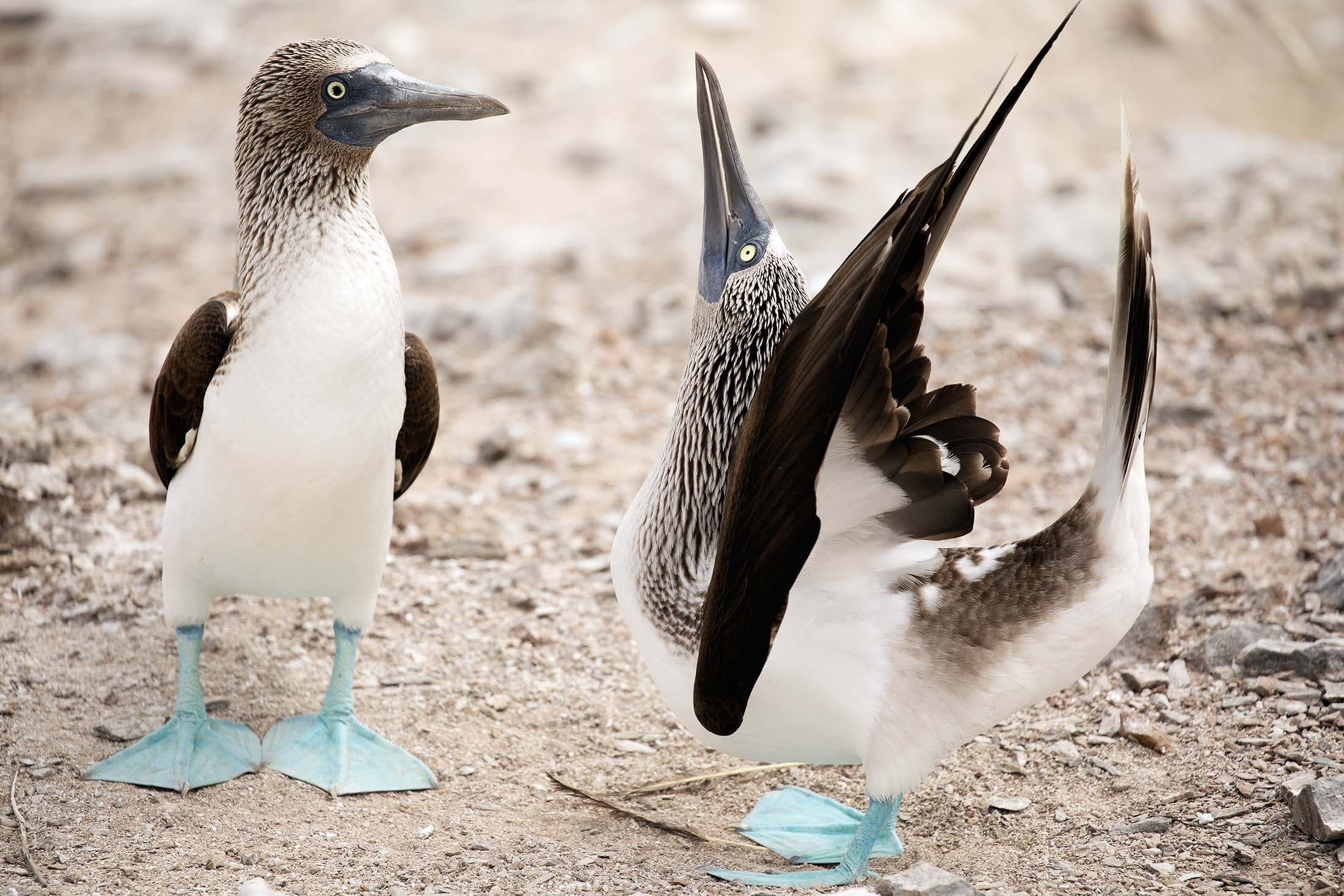 Galapagos Islands: A Journey Into the Wild with Silversea Cruises