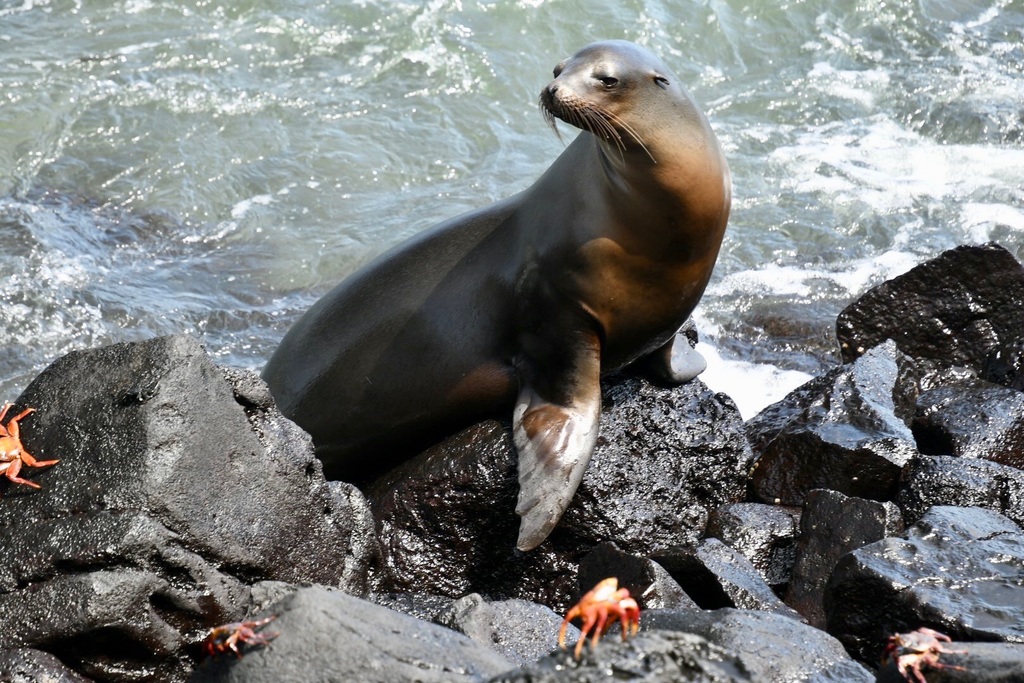 Galapagos Islands: A Journey Into the Wild with Silversea Cruises