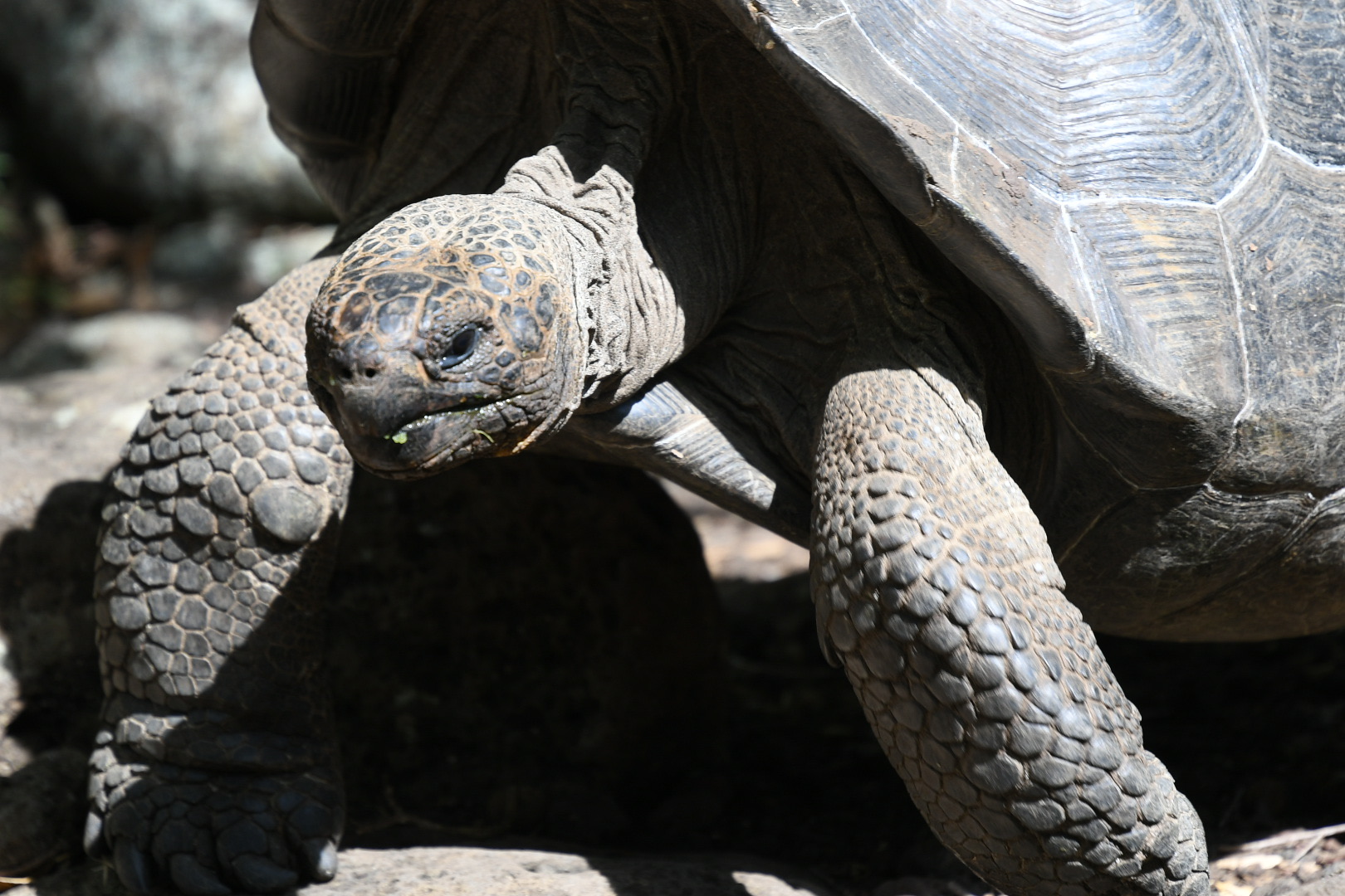 Galapagos Islands: A Journey Into the Wild with Silversea Cruises