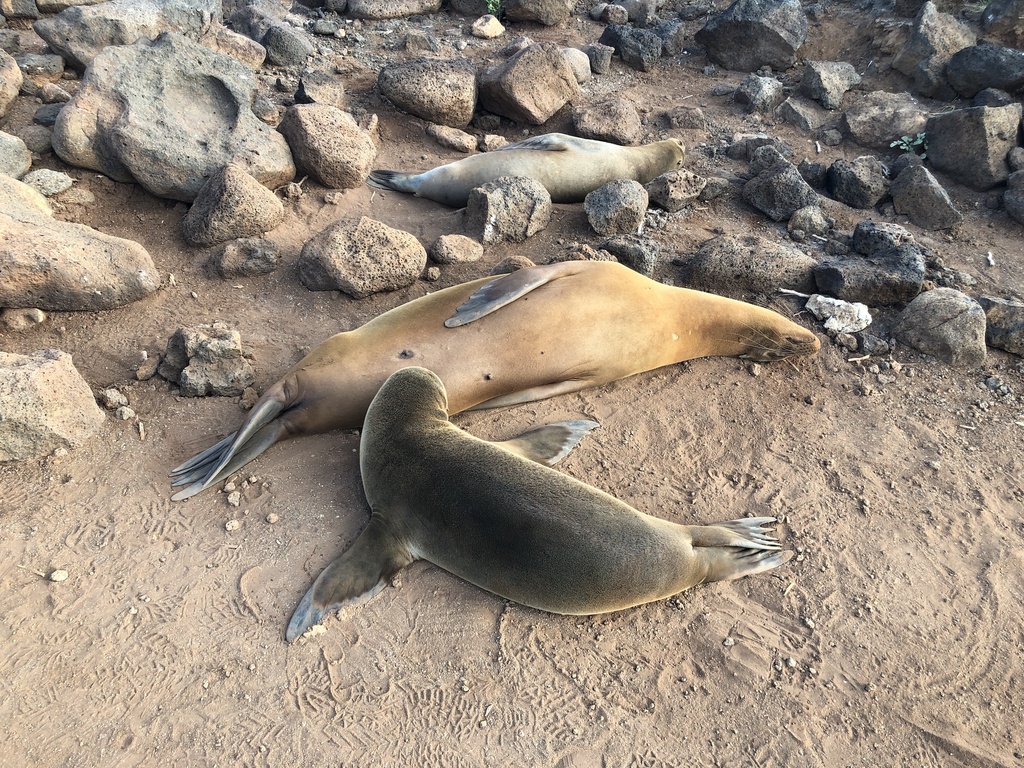 Galapagos Islands: A Journey Into the Wild with Silversea Cruises