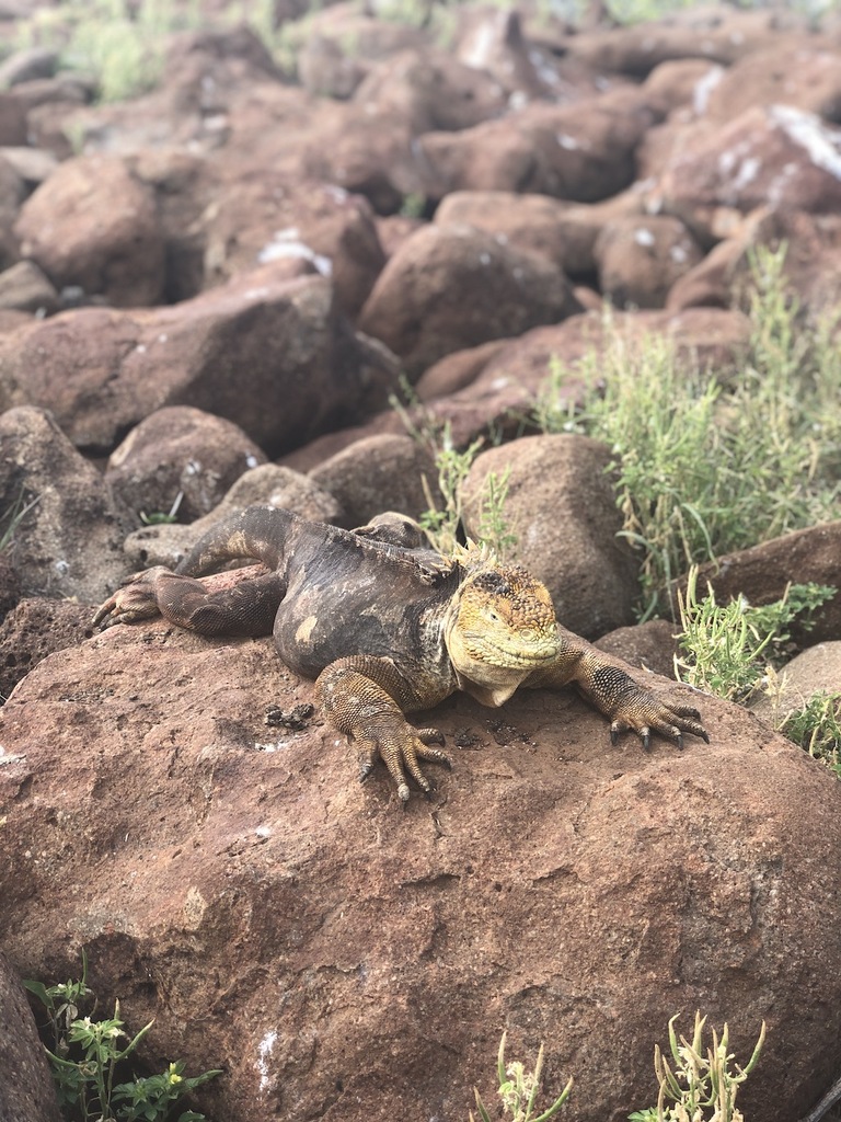 Galapagos-iguana
