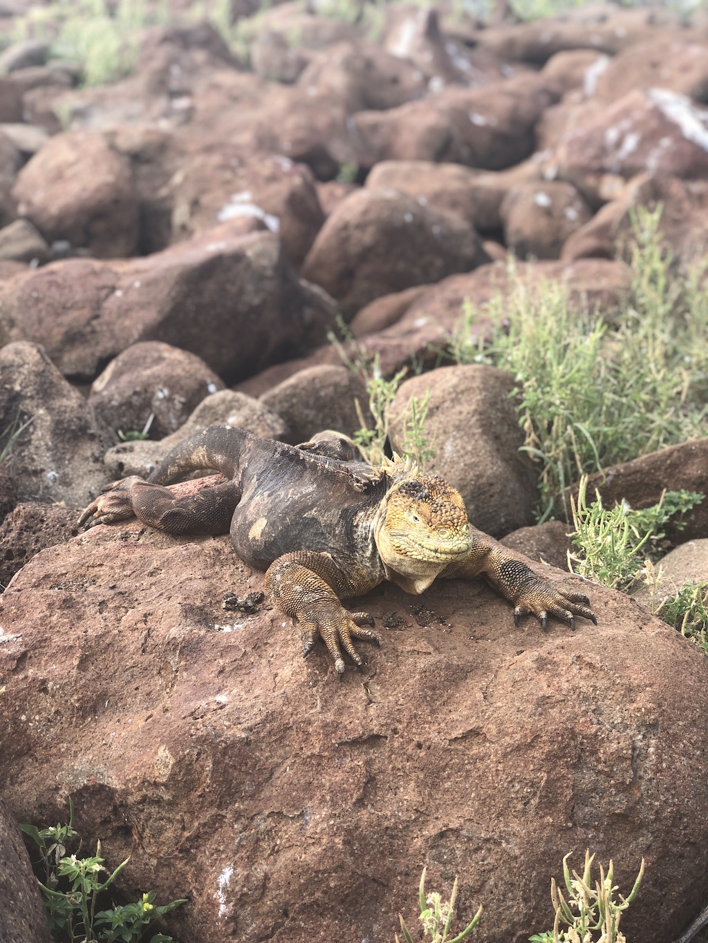 Galapagos Islands: A Journey Into the Wild with Silversea Cruises
