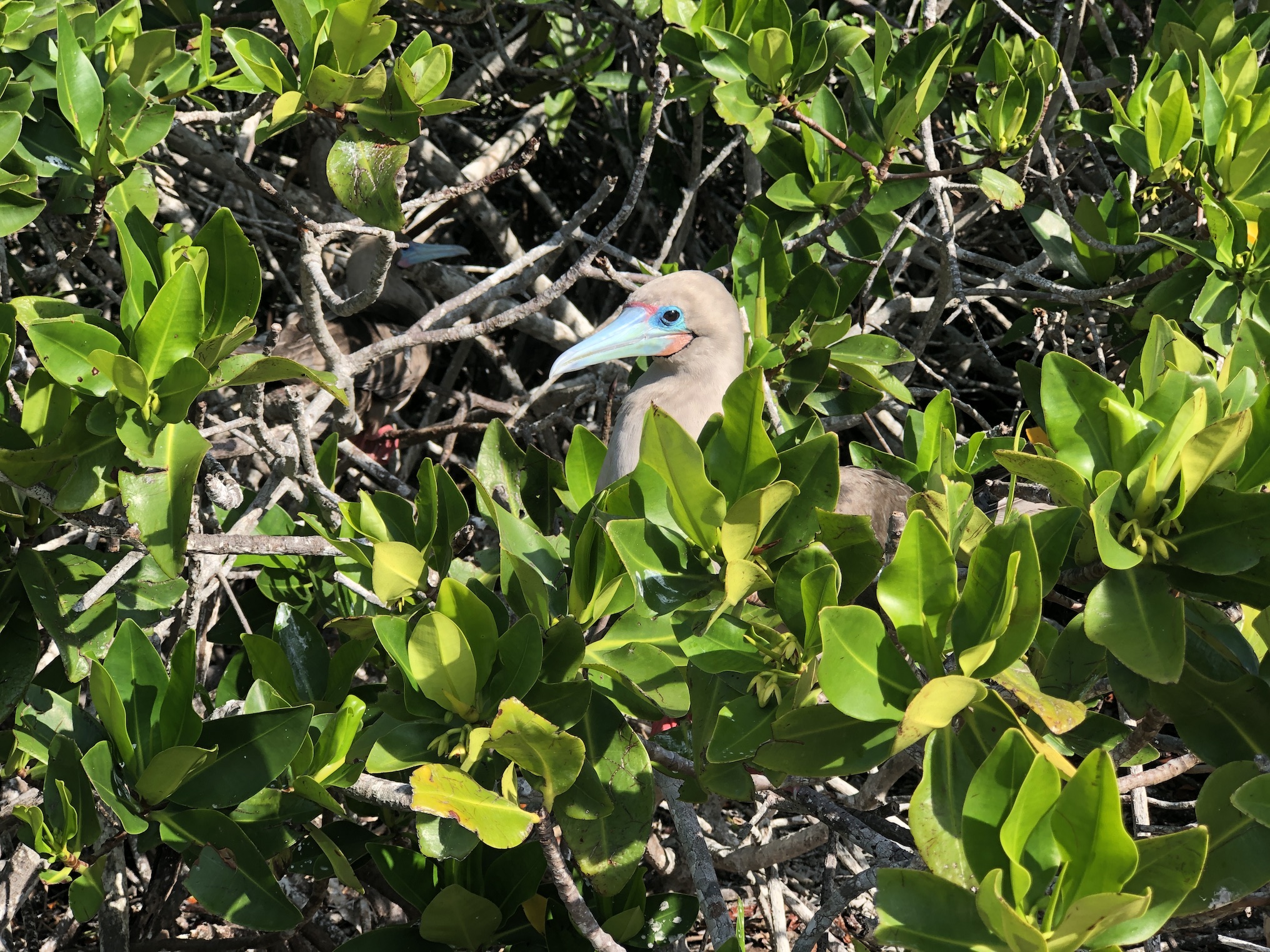 Galapagos Islands: A Journey Into the Wild with Silversea Cruises