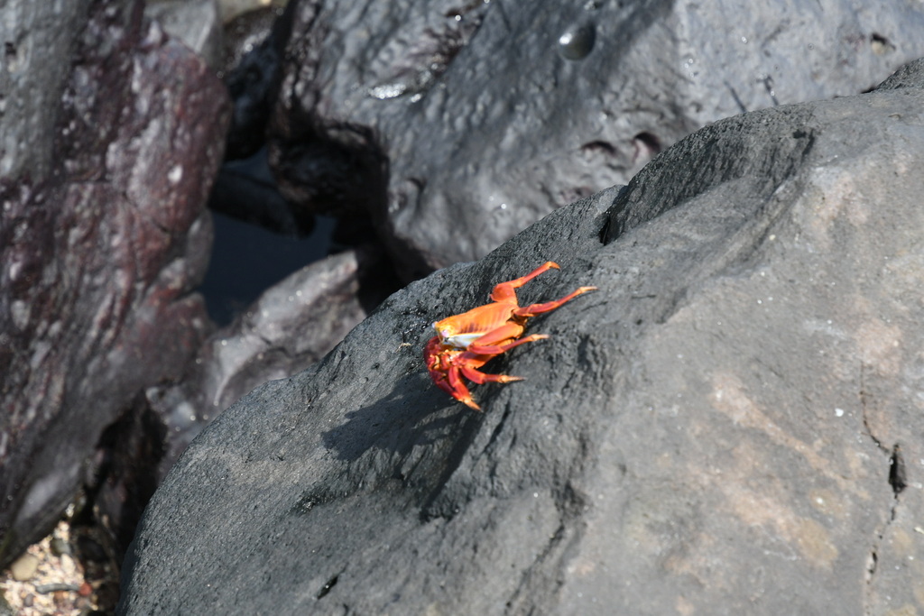 Galapagos Islands: A Journey Into the Wild with Silversea Cruises